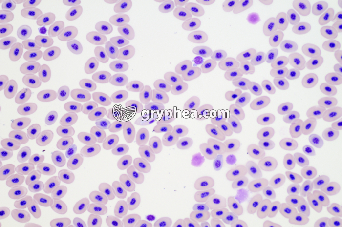 Sang de Batracien x100 - gryphea.org